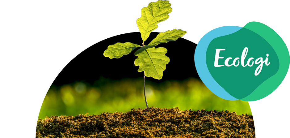An oak seedling growing from soil, with the Ecologi logo